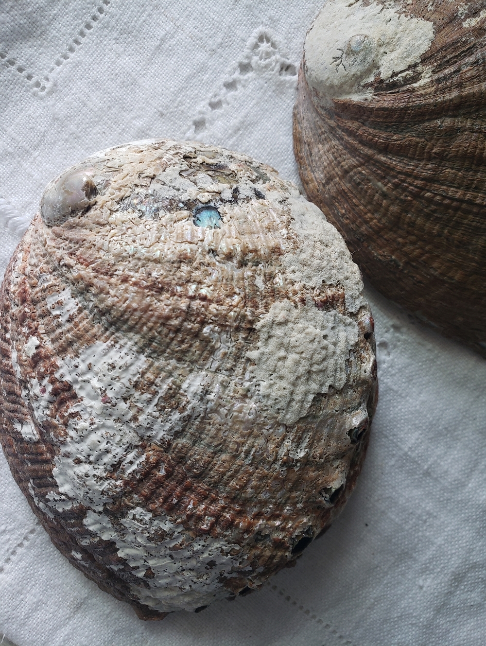 2 Abalone Shells - Picture 6 of 7
